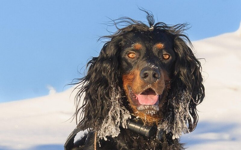 Black and Tan Dog — Cold, Winter
