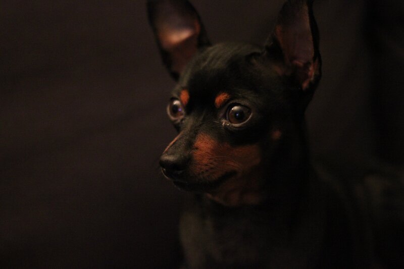 Black and Tan Dog — Dramatic, Night