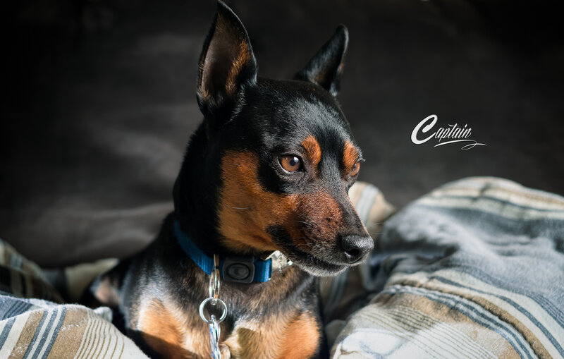 Black and Tan Dog — Dramatic, Photograph, Collar