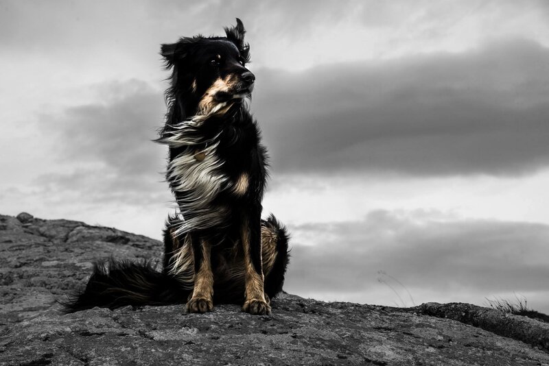 Black and Tan Dog — Dramatic, Photograph, Rock