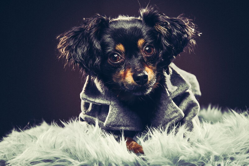 Black and Tan Dog — Dramatic, Photograph
