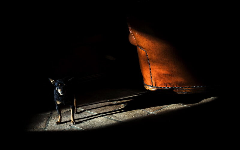 Black and Tan Dog — Dramatic