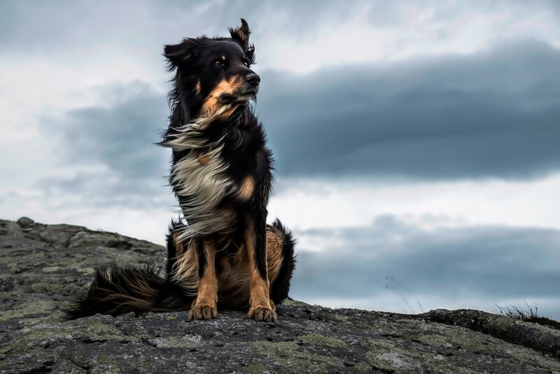 Black and Tan Dog — Gray