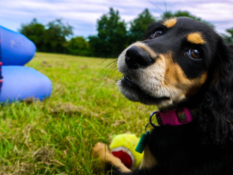 Black and Tan Dog — Green, Calm, Afternoon, Photograph, Grass, Blue Object
