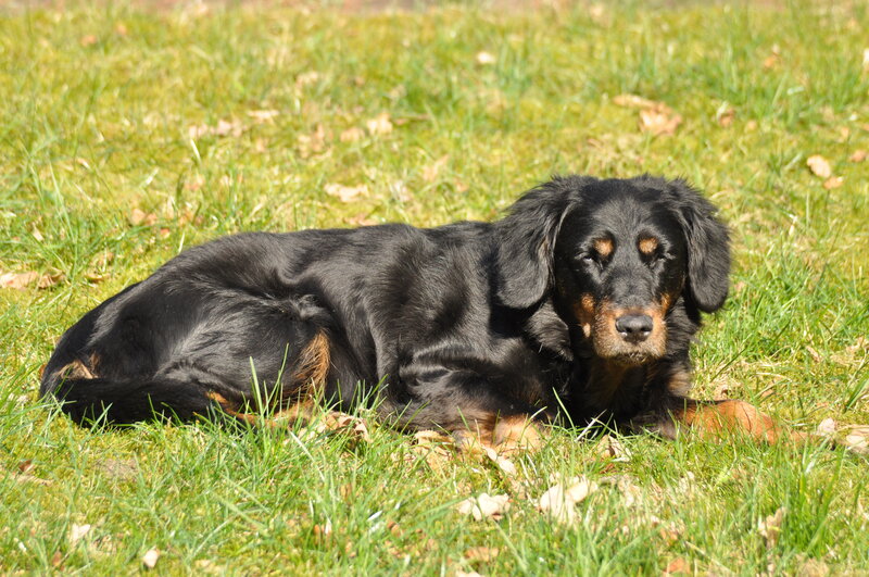 Black and Tan Dog — Green, Calm, Afternoon, Photograph, Grass