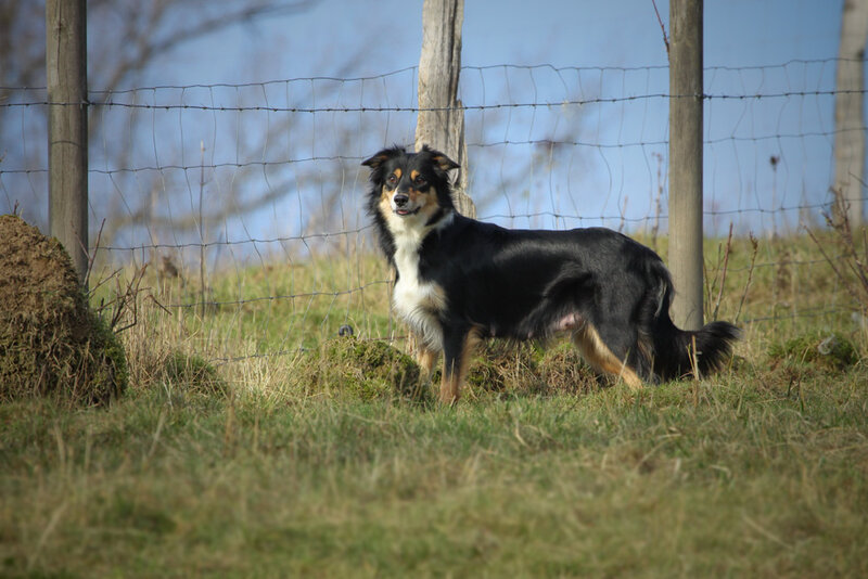 Black and Tan Dog — Green, Calm, Afternoon, Photograph