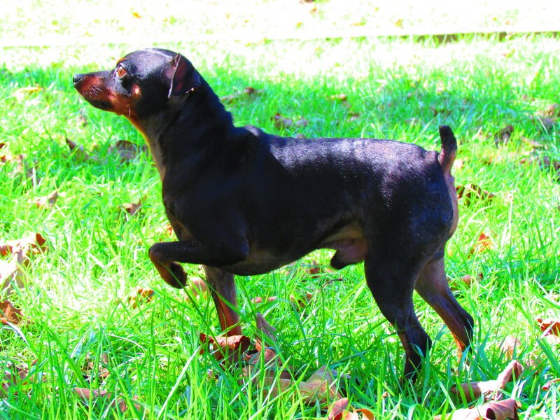 Black and Tan Dog — Green, Calm, Afternoon