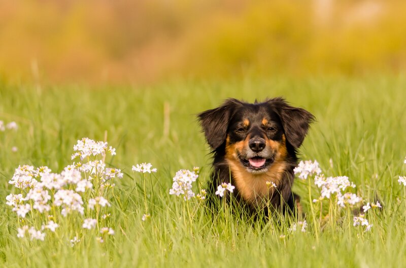 Black and Tan Dog — Green, Calm, Spring
