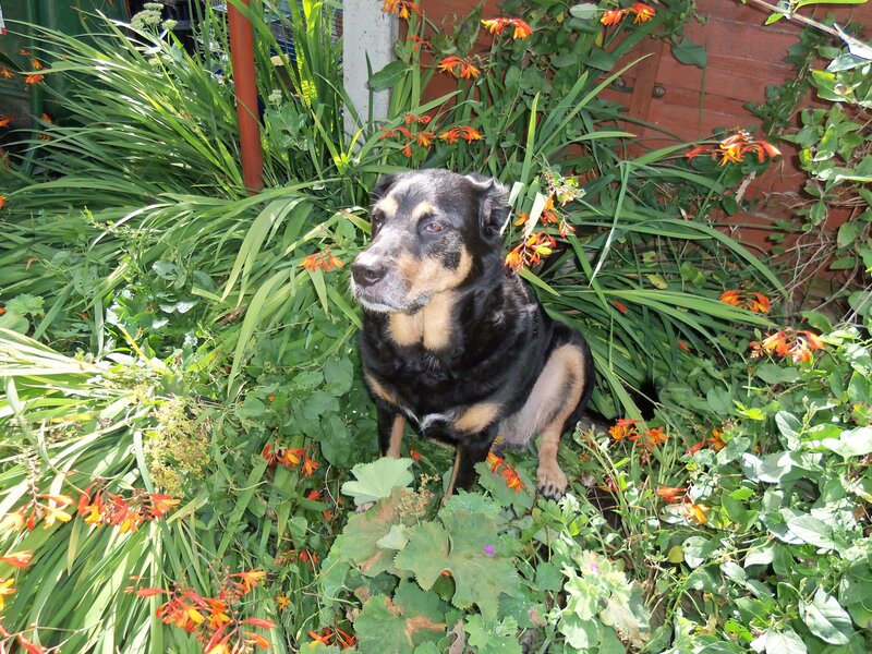 Black and Tan Dog — Green, Calm