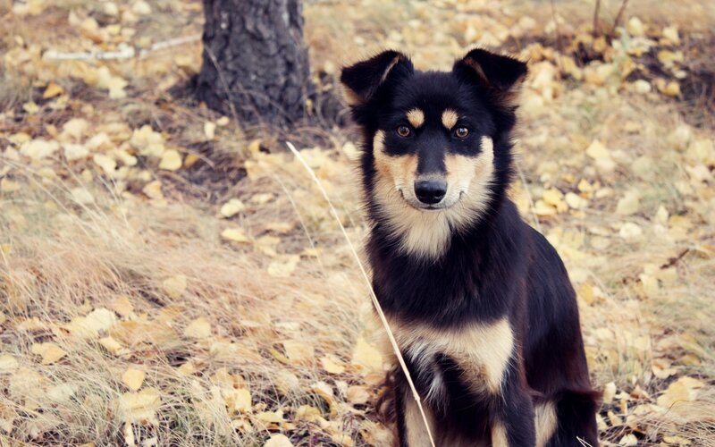 black and tan dog in autumn