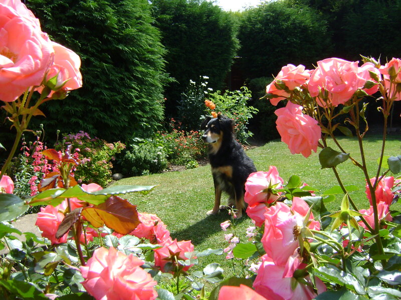 Black and Tan Dog in Garden