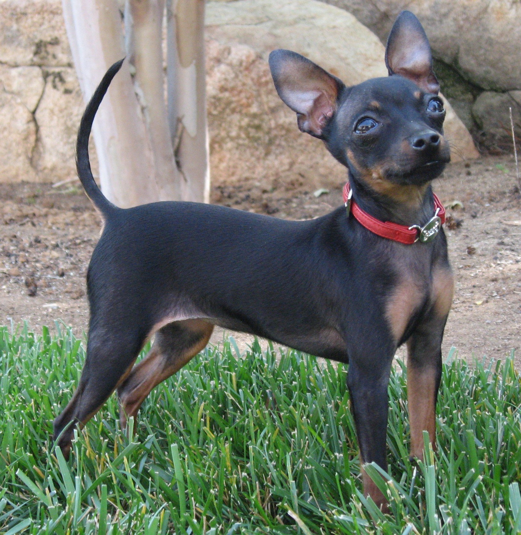 black and tan dog in grass
