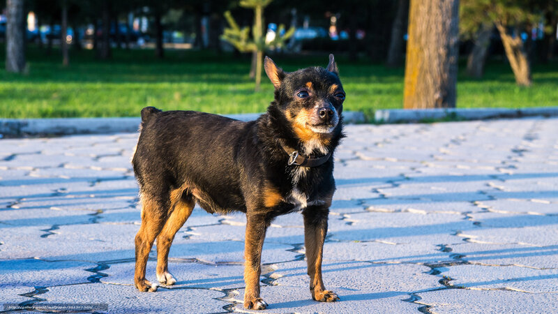 black and tan dog in park