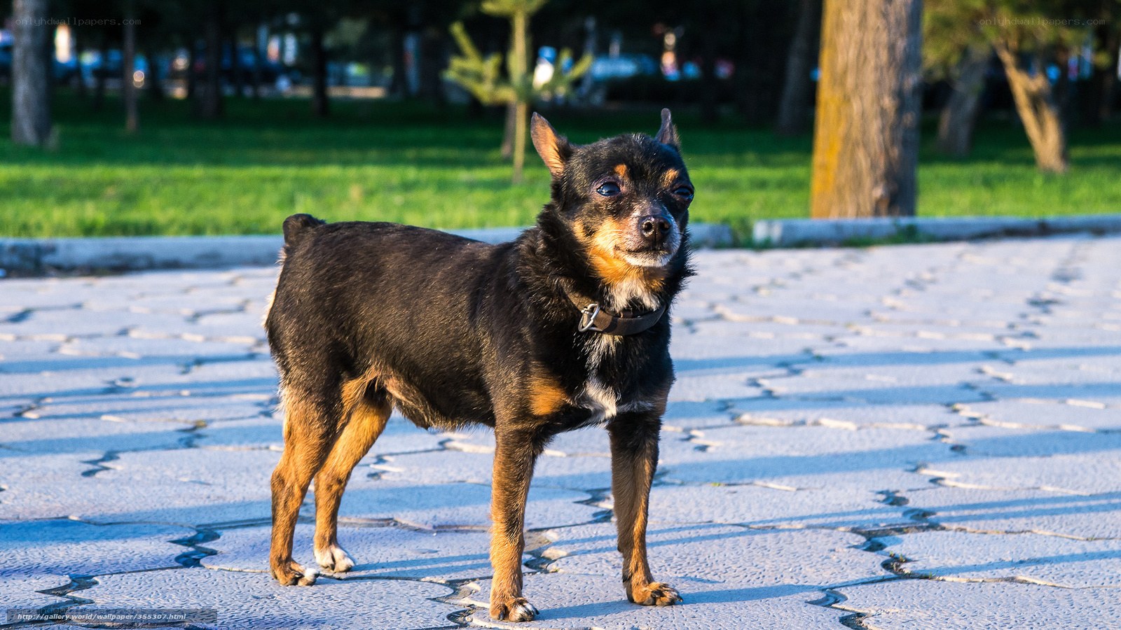 black and tan dog in park
