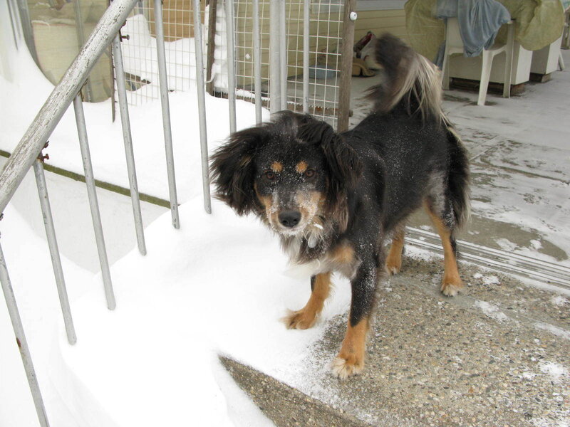 Black and Tan Dog in Snow — Calm