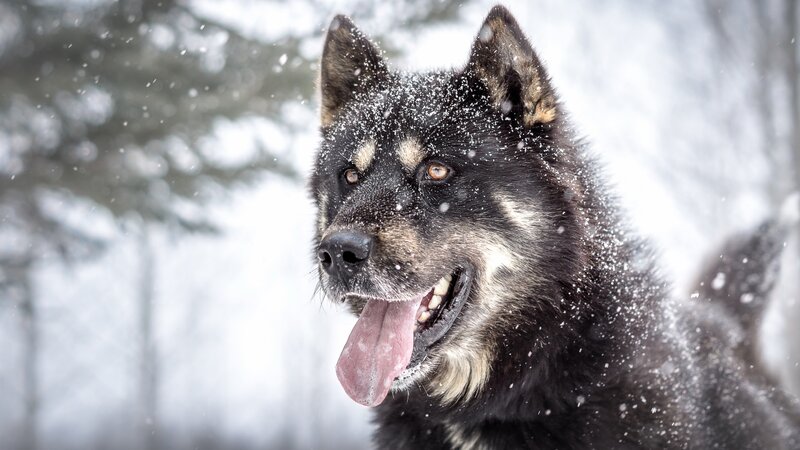 Black and Tan Dog in Snow — Cold