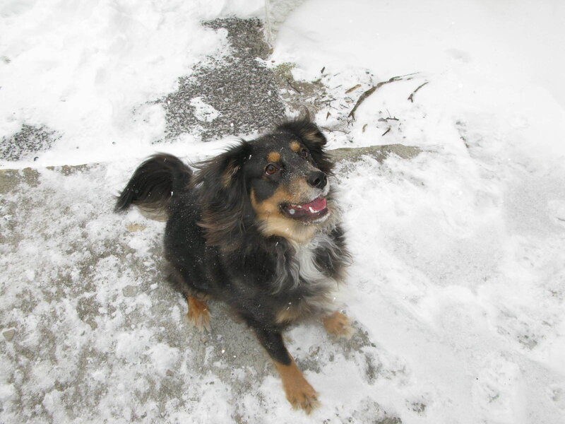 Black and Tan Dog in Snow