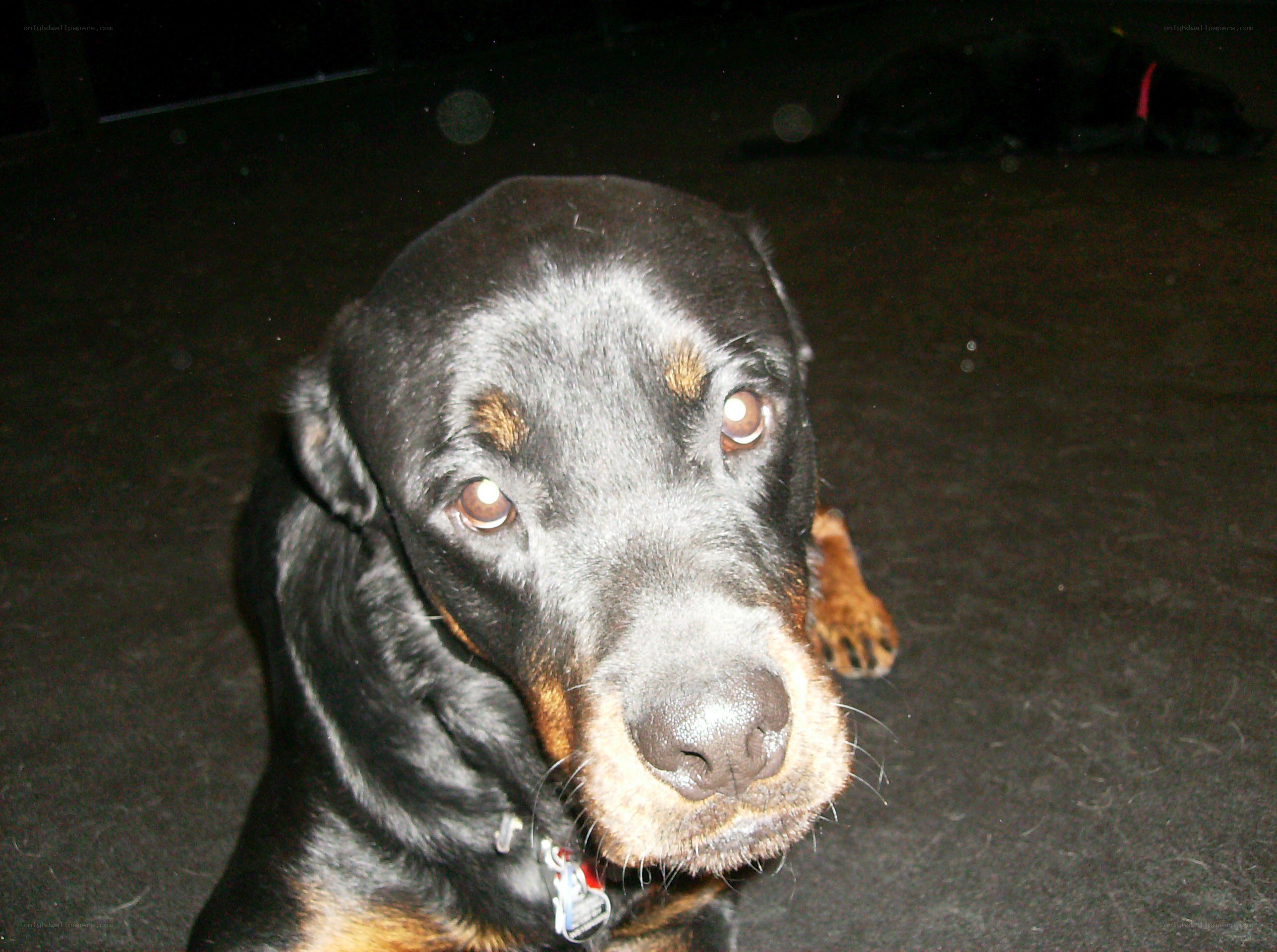 black and tan dog looking at camera