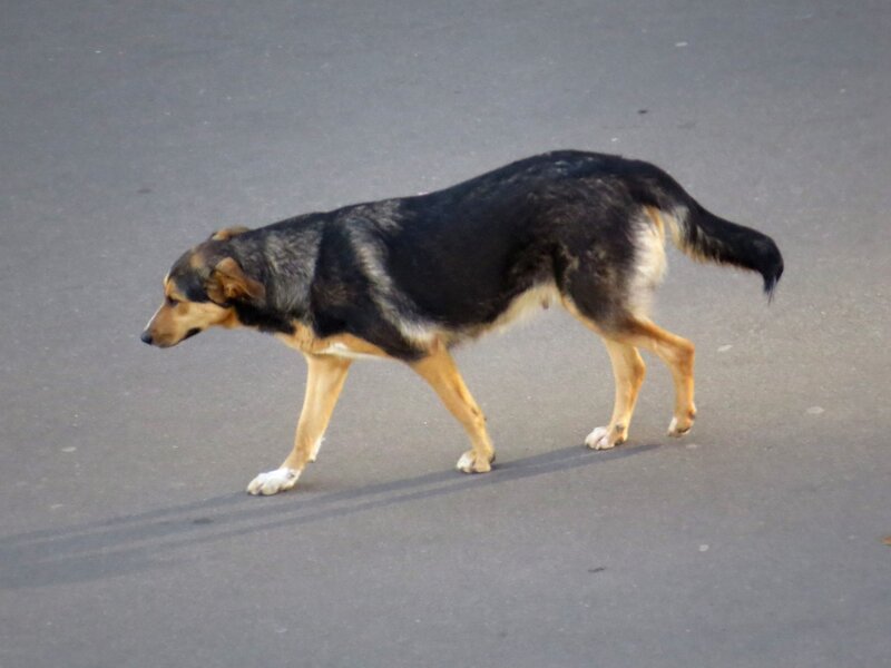 Black and Tan Dog — Neutral, Photograph, Asphalt