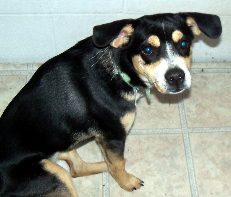 Black and Tan Dog — Neutral, Photograph, Collar