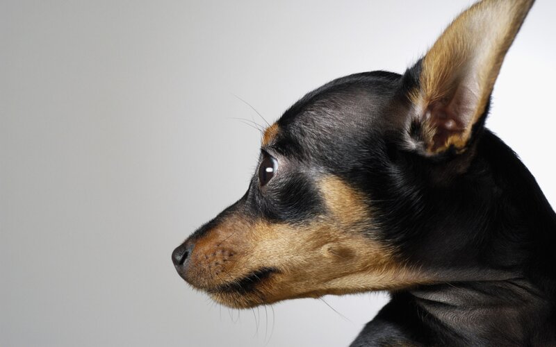 Black and Tan Dog — Neutral, Photograph, Ear