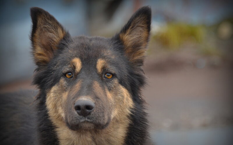 Black and Tan Dog — Neutral, Photograph, Ears