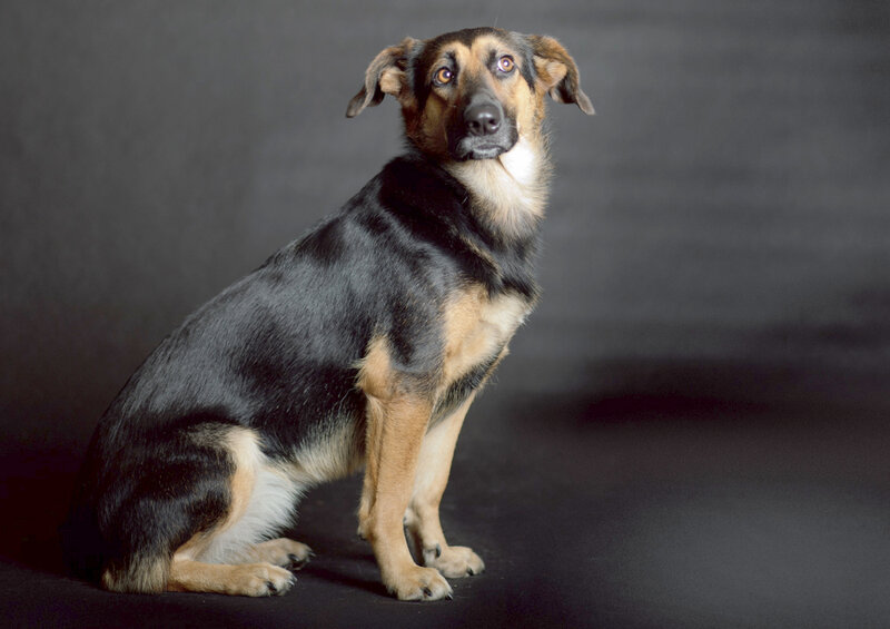 Black and Tan Dog — Neutral, Photograph, Studio Background