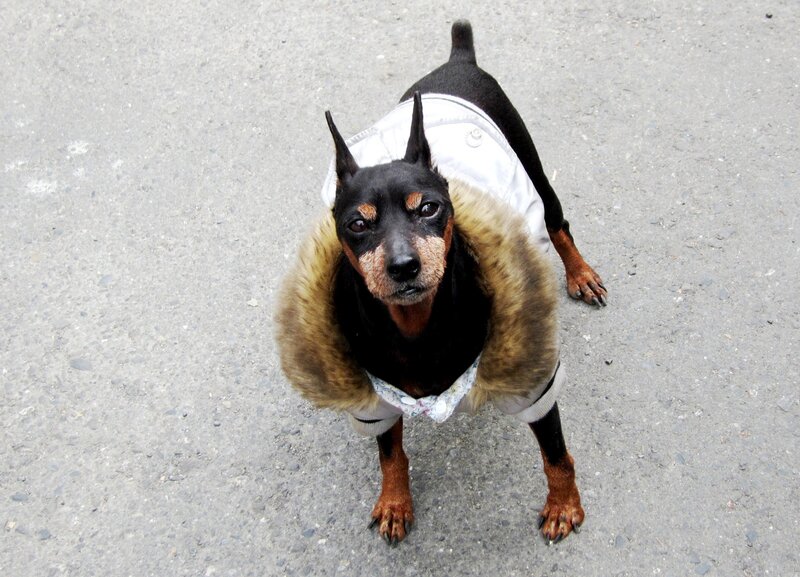Black and Tan Dog — Neutral, Photograph