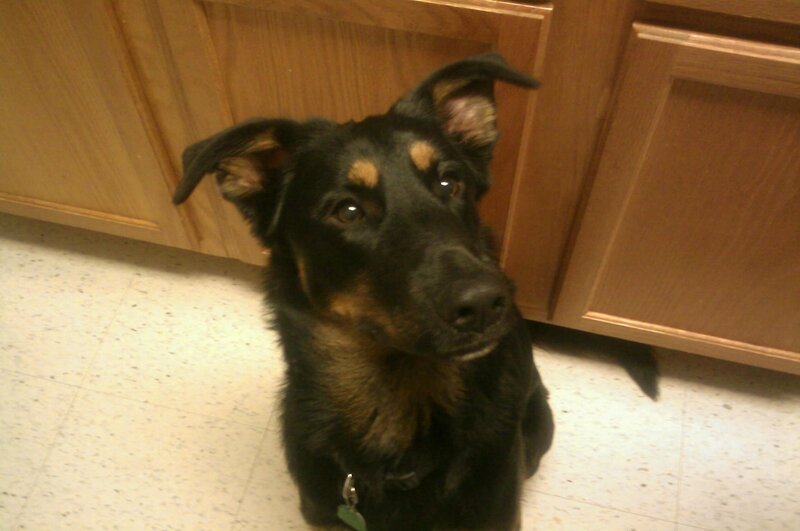 Black and Tan Dog — Neutral