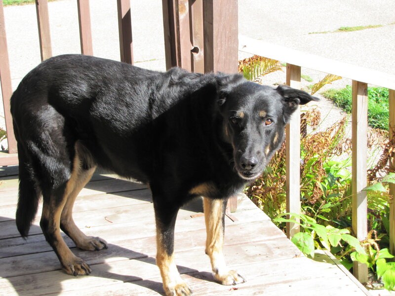 black and tan dog on deck