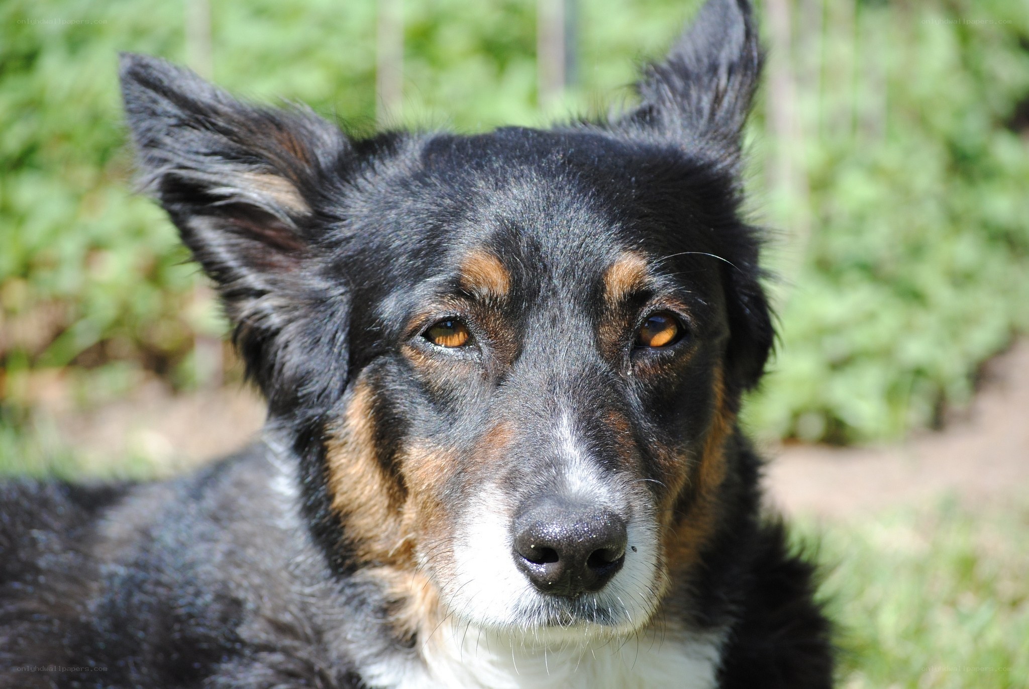 black and tan dog outdoors