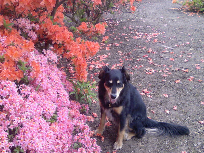 Black and Tan Dog — Pink