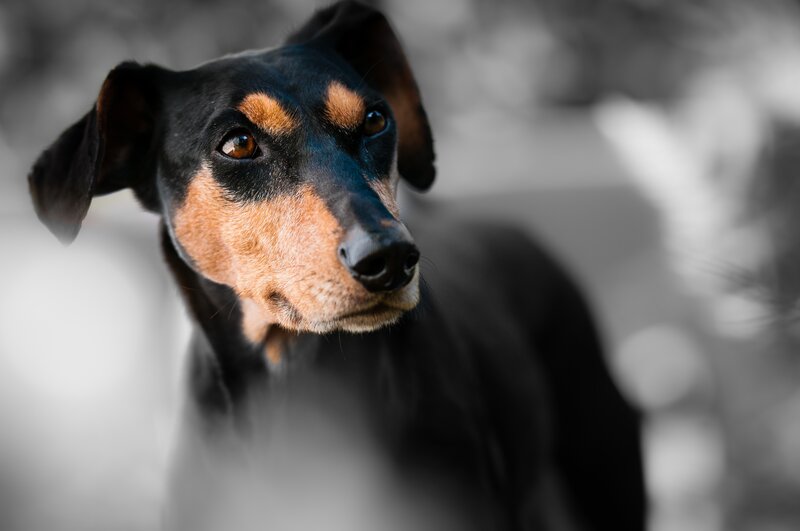 black and tan dog portrait