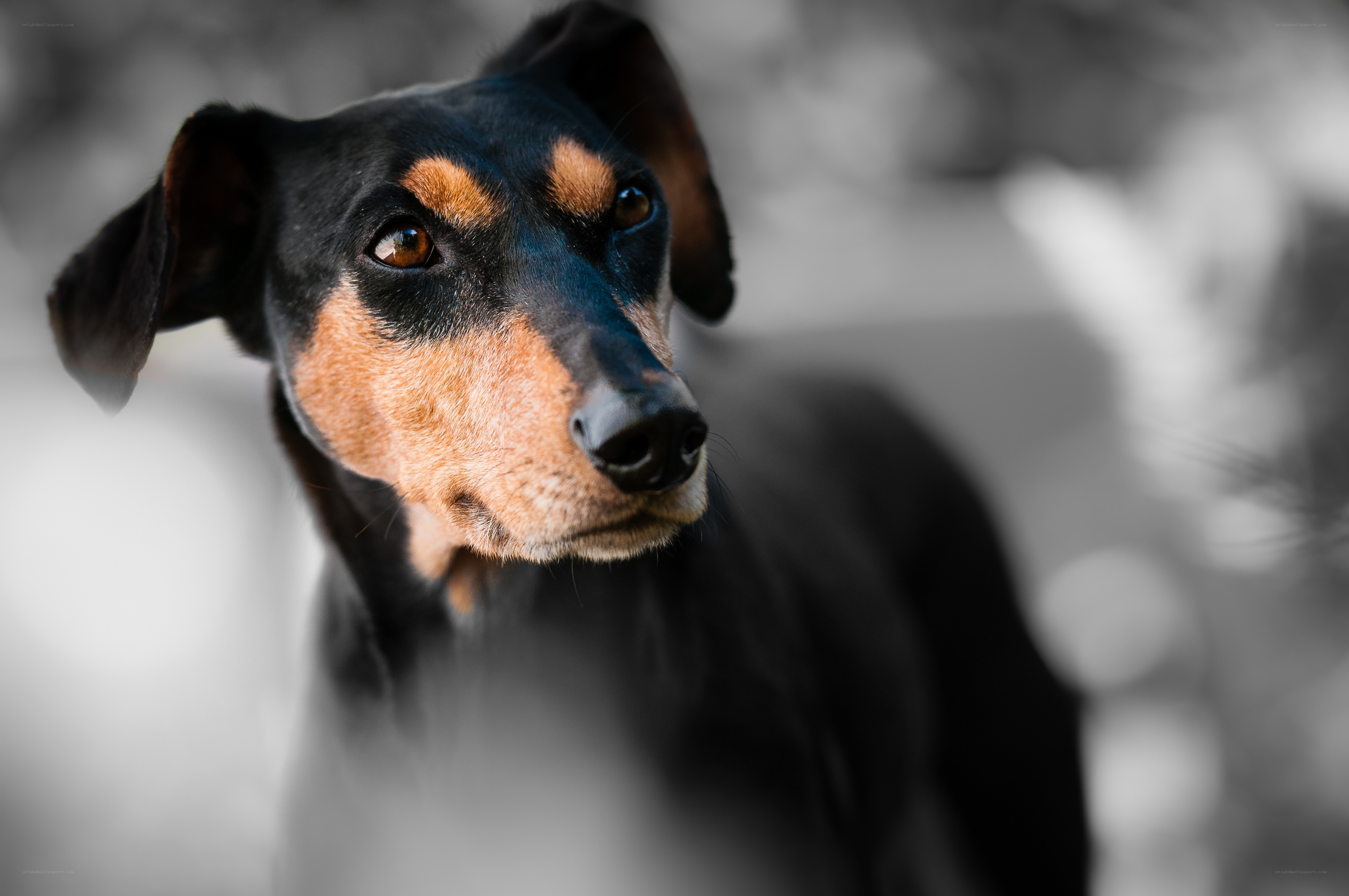 black and tan dog portrait