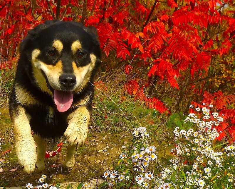 Black and Tan Dog — Red