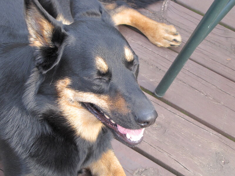 Black and Tan Dog — Relaxed, Afternoon