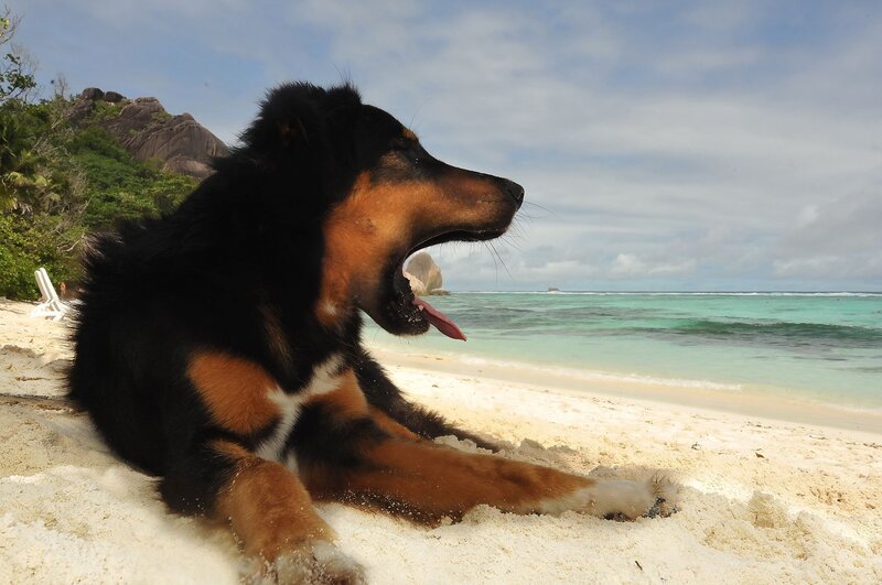 Black and Tan Dog — Relaxed