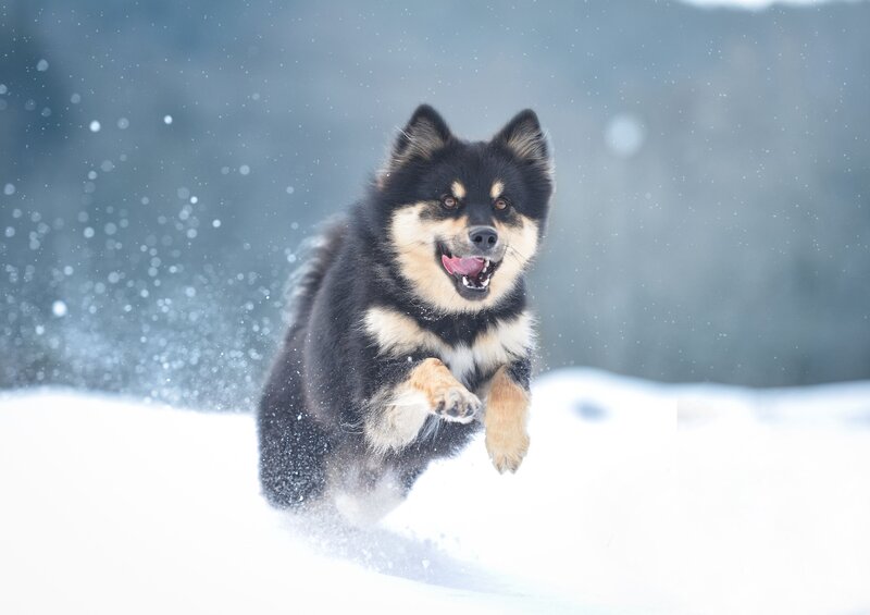 Black and Tan Dog Running — Active