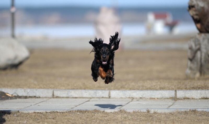 Black and Tan Dog Running — Brown, Active