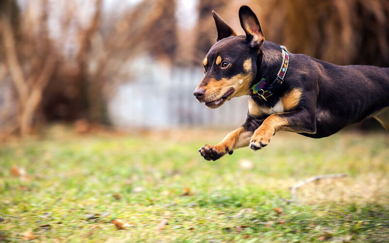 Black and Tan Dog Running — Brown