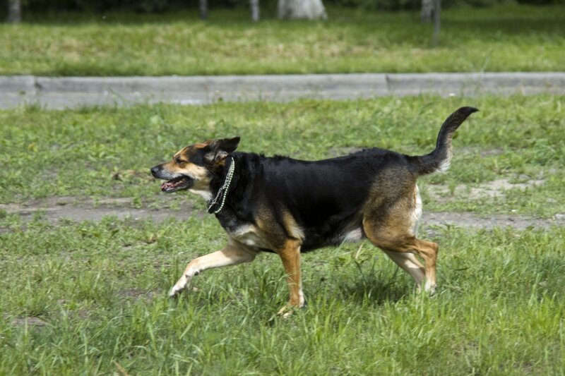 Black and Tan Dog Running