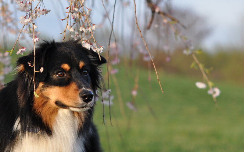 Black and Tan Dog — Serene