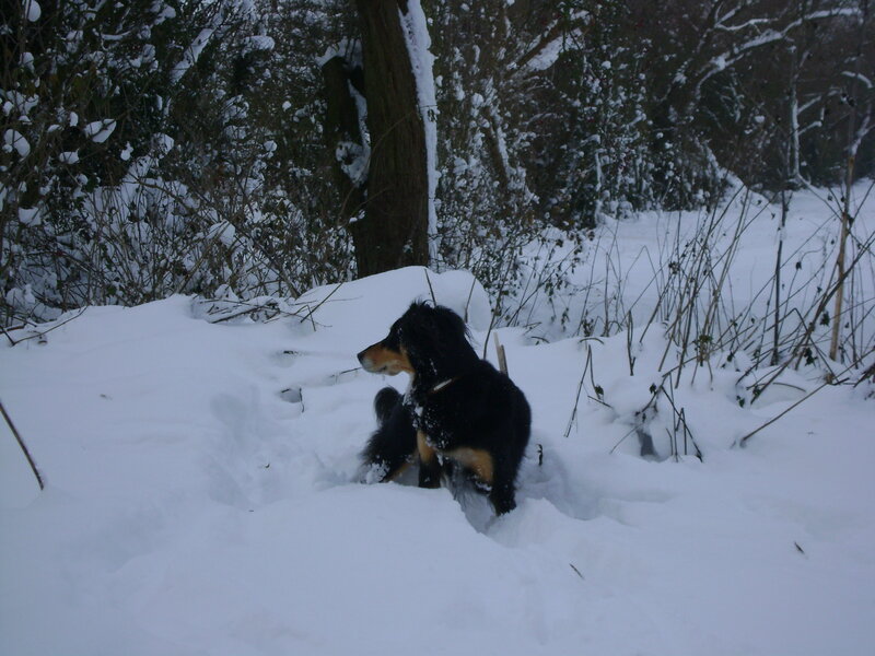 Black and Tan Dog — White, Calm