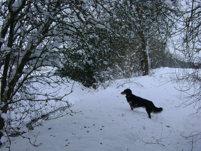 Black and Tan Dog — White, Calm, Winter