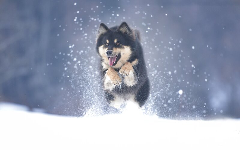 Black and Tan Dog — White, Dynamic
