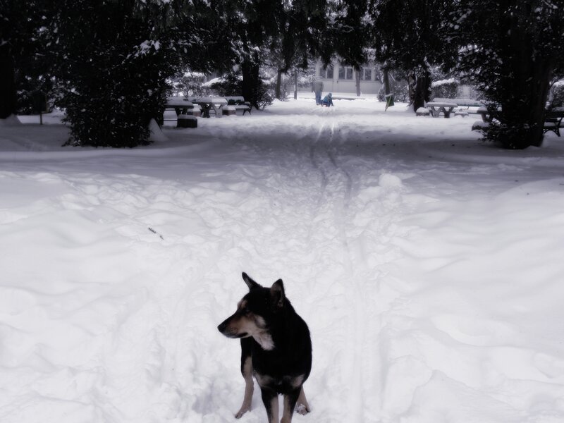 Black and Tan Dog — White