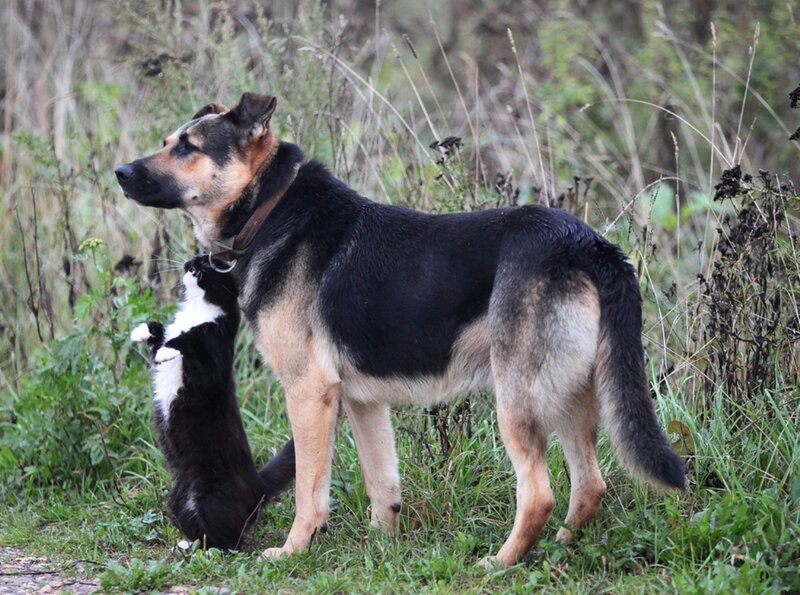 Black and Tan Dog with Cat