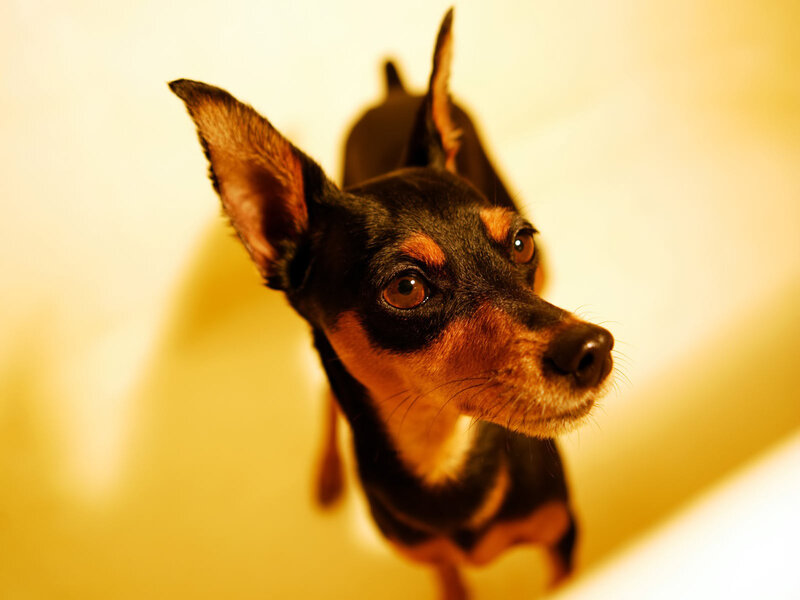 Black and Tan Dog — Yellow