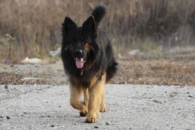 Black and Tan German Shepherd