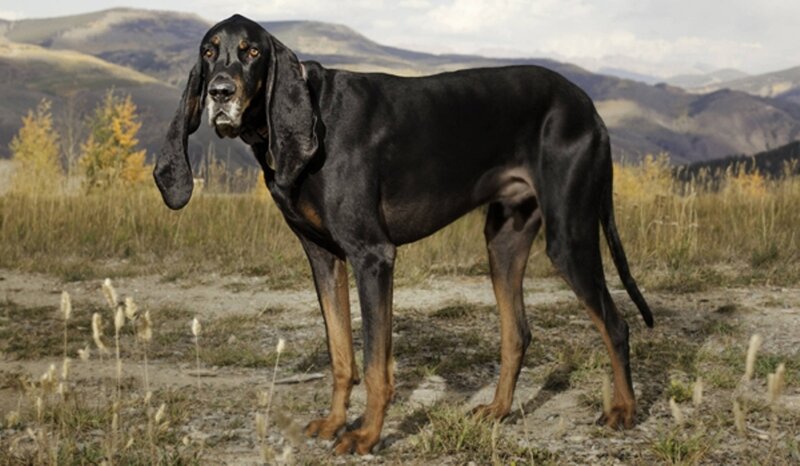 Black and Tan Hound Dog